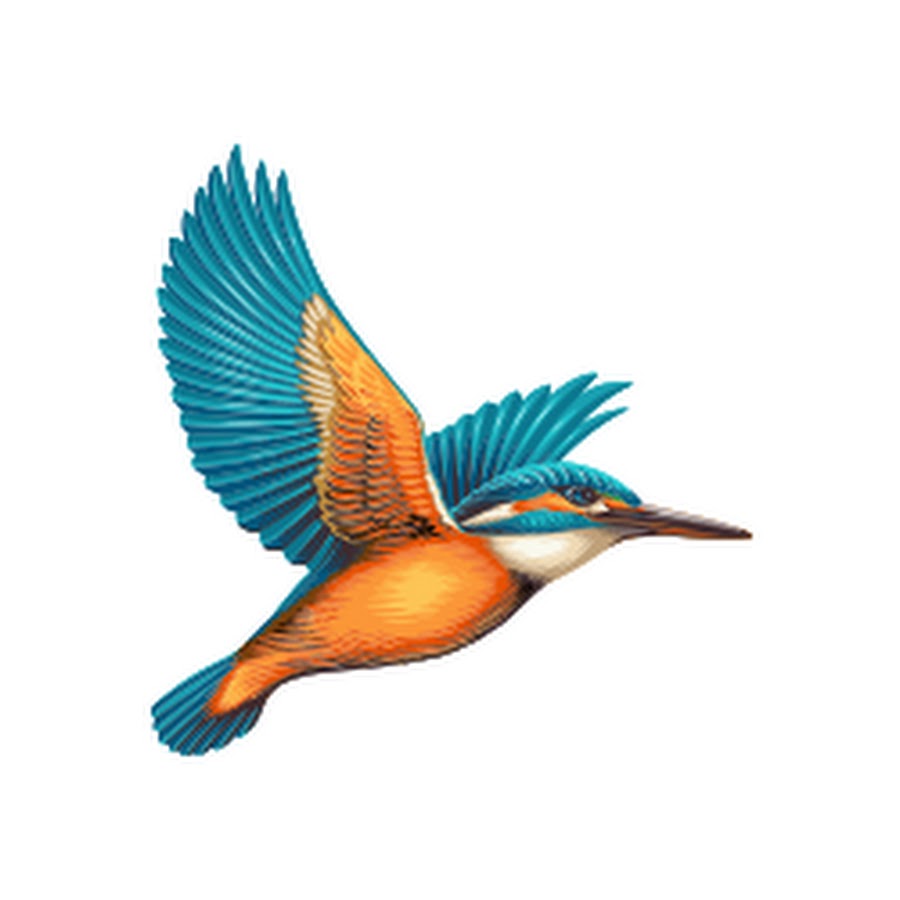 Kingfisher HD wallpapers, Desktop wallpaper - most viewed