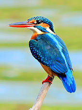 Kingfisher Backgrounds, Compatible - PC, Mobile, Gadgets| 170x227 px