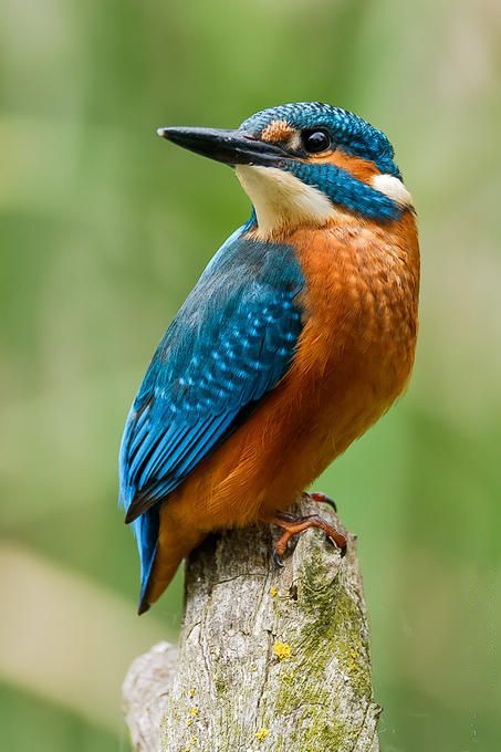 Kingfisher Backgrounds, Compatible - PC, Mobile, Gadgets| 453x680 px