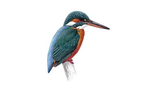 Kingfisher Backgrounds on Wallpapers Vista