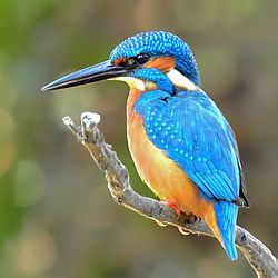 Kingfisher Backgrounds, Compatible - PC, Mobile, Gadgets| 250x250 px