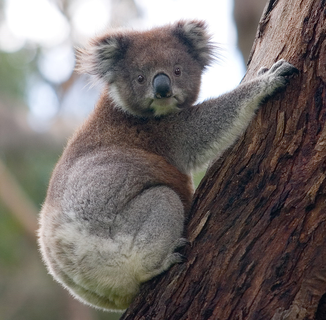 Koala Backgrounds on Wallpapers Vista