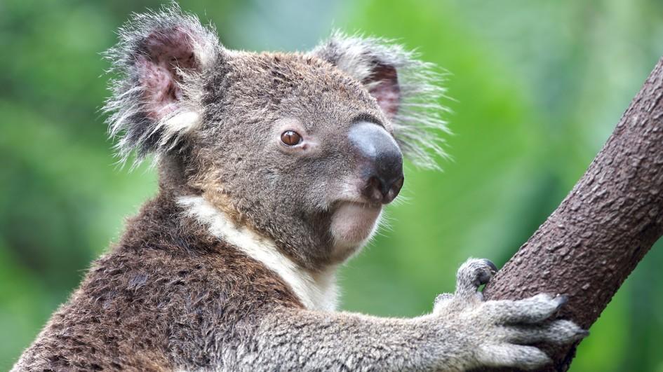 Koala HD wallpapers, Desktop wallpaper - most viewed