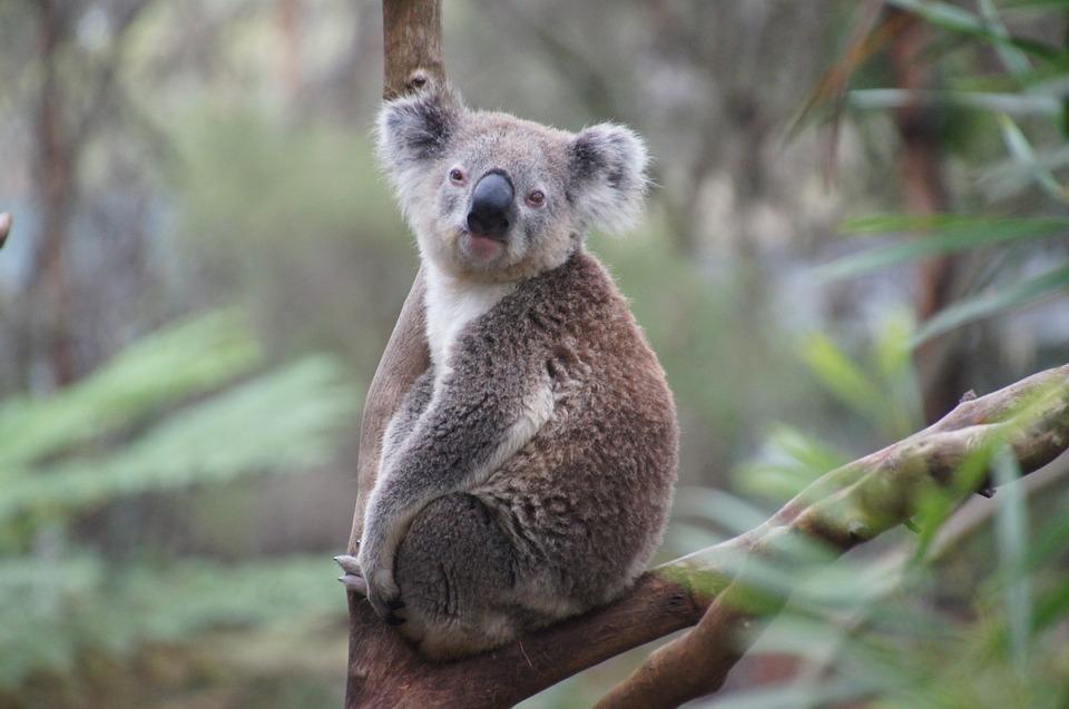 Koala High Quality Background on Wallpapers Vista