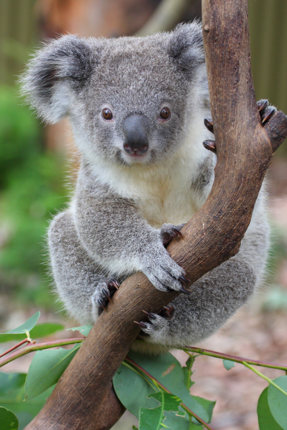 Koala #4