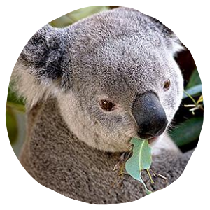 Koala #10