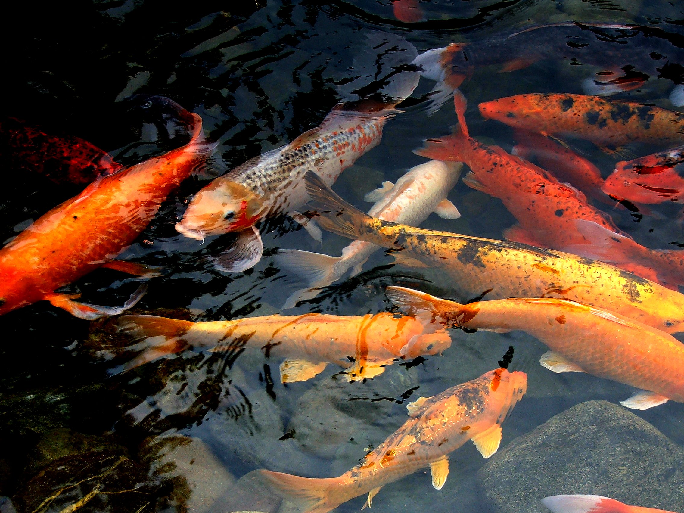 Amazing Koi Pictures & Backgrounds