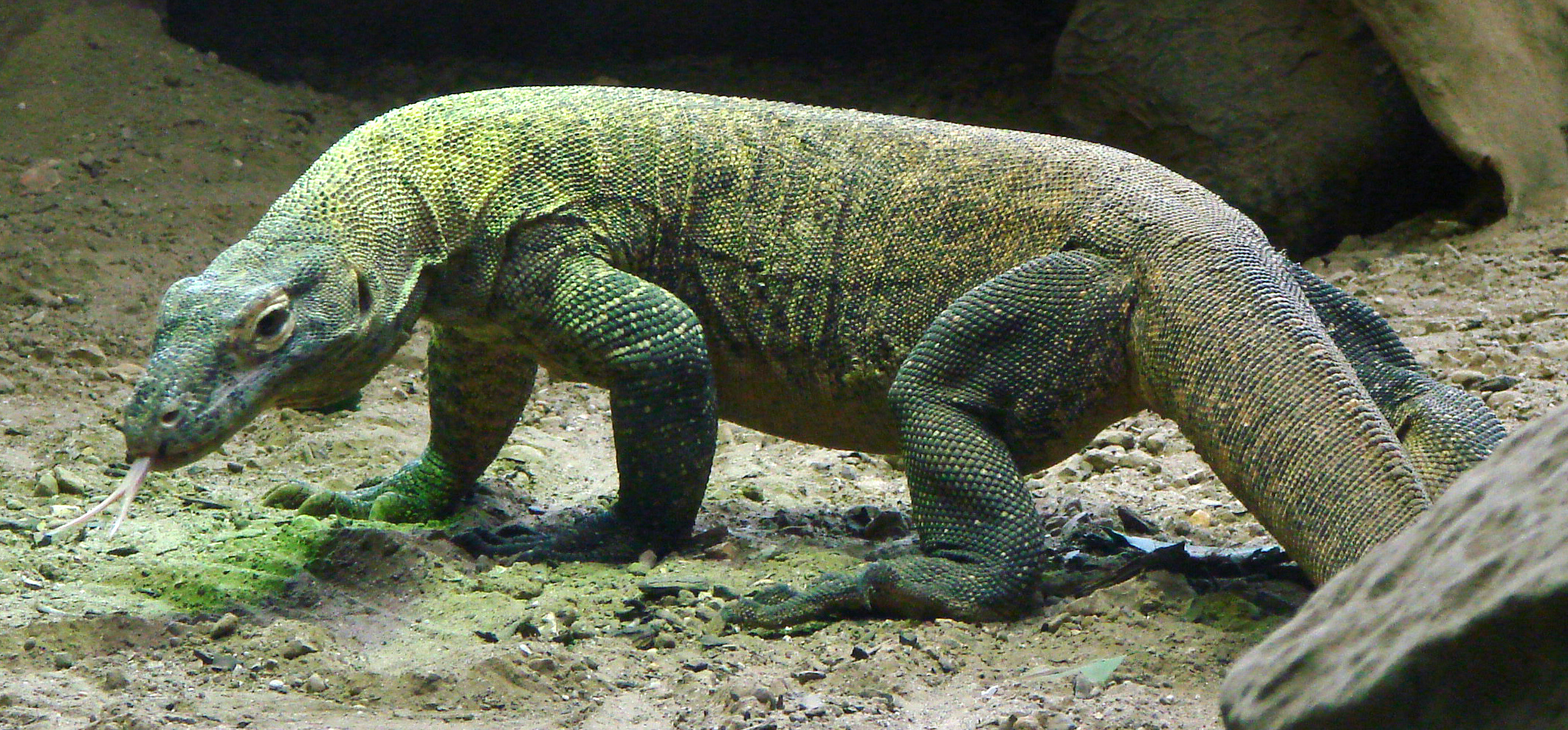 Komodo Dragon Pics, Animal Collection