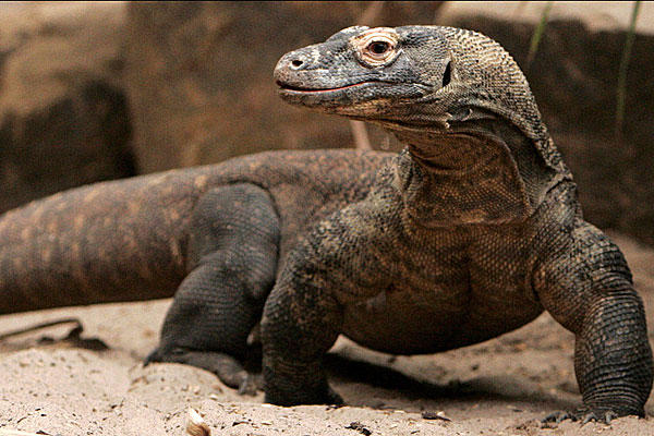 Amazing Komodo Dragon Pictures & Backgrounds