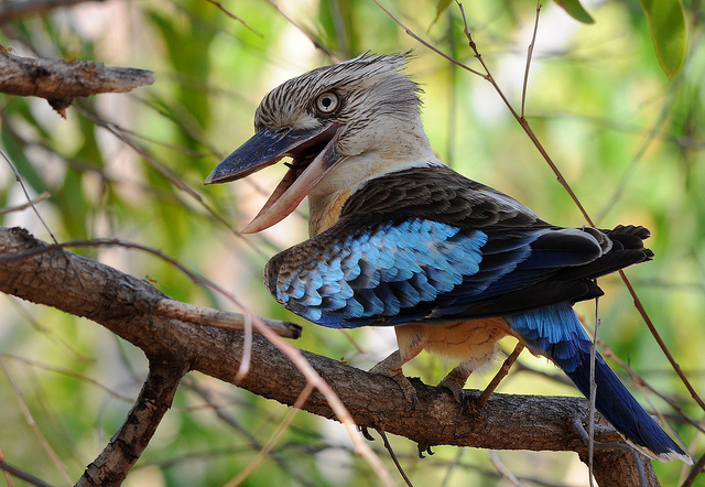 Amazing Kookaburra Pictures & Backgrounds