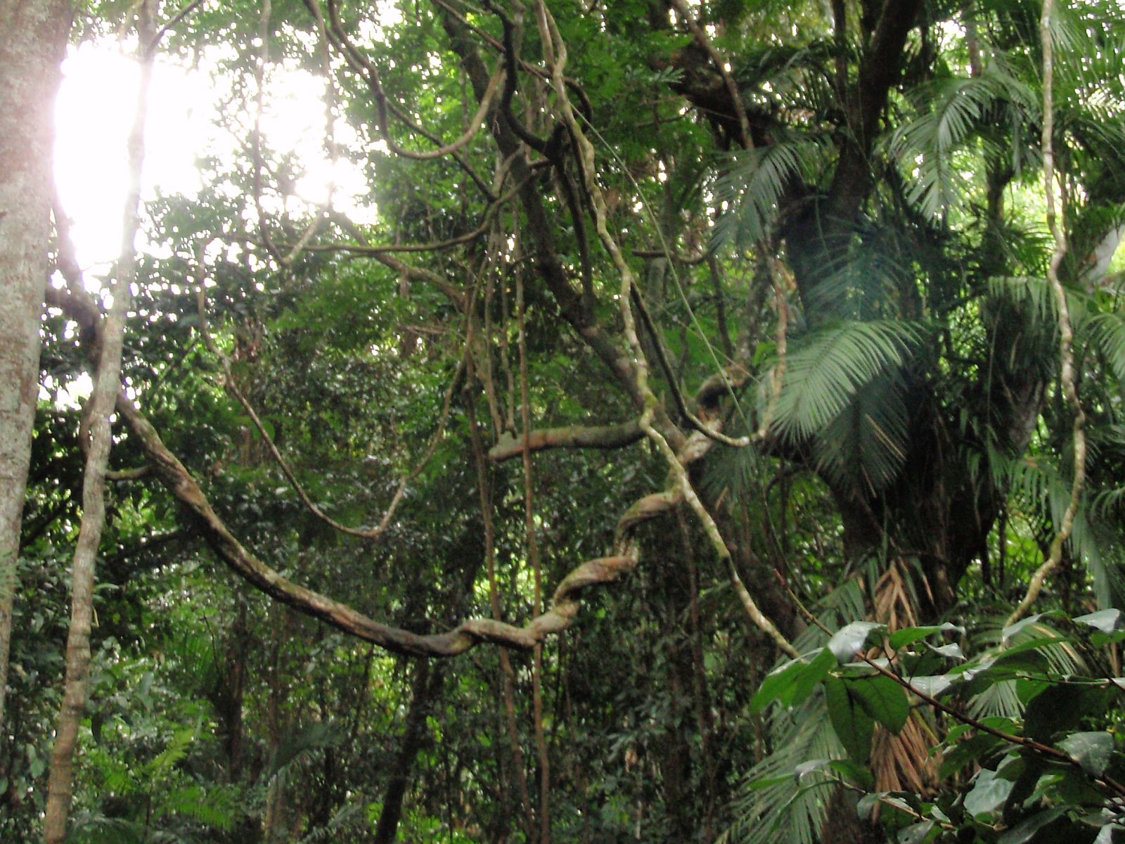 Kuranda Rianforest High Quality Background on Wallpapers Vista