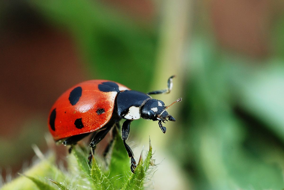 Ladybug HD wallpapers, Desktop wallpaper - most viewed