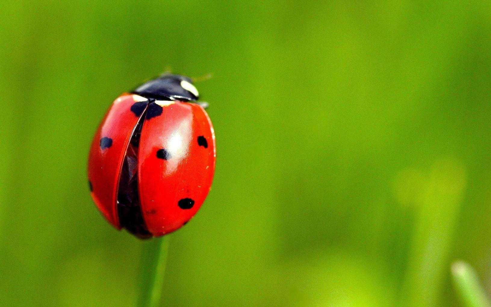 Ladybug #10