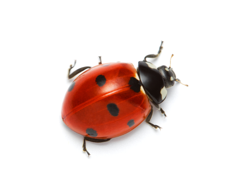 Ladybug #21