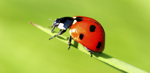 Ladybug #19