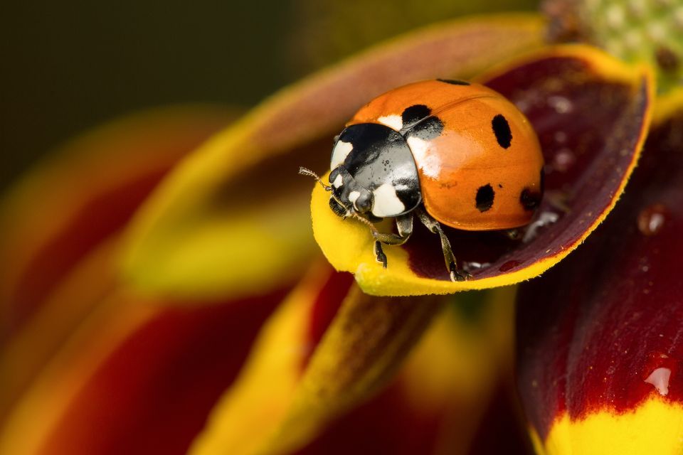 Ladybug #12