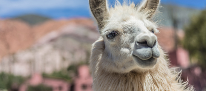 Amazing Lama Pictures & Backgrounds