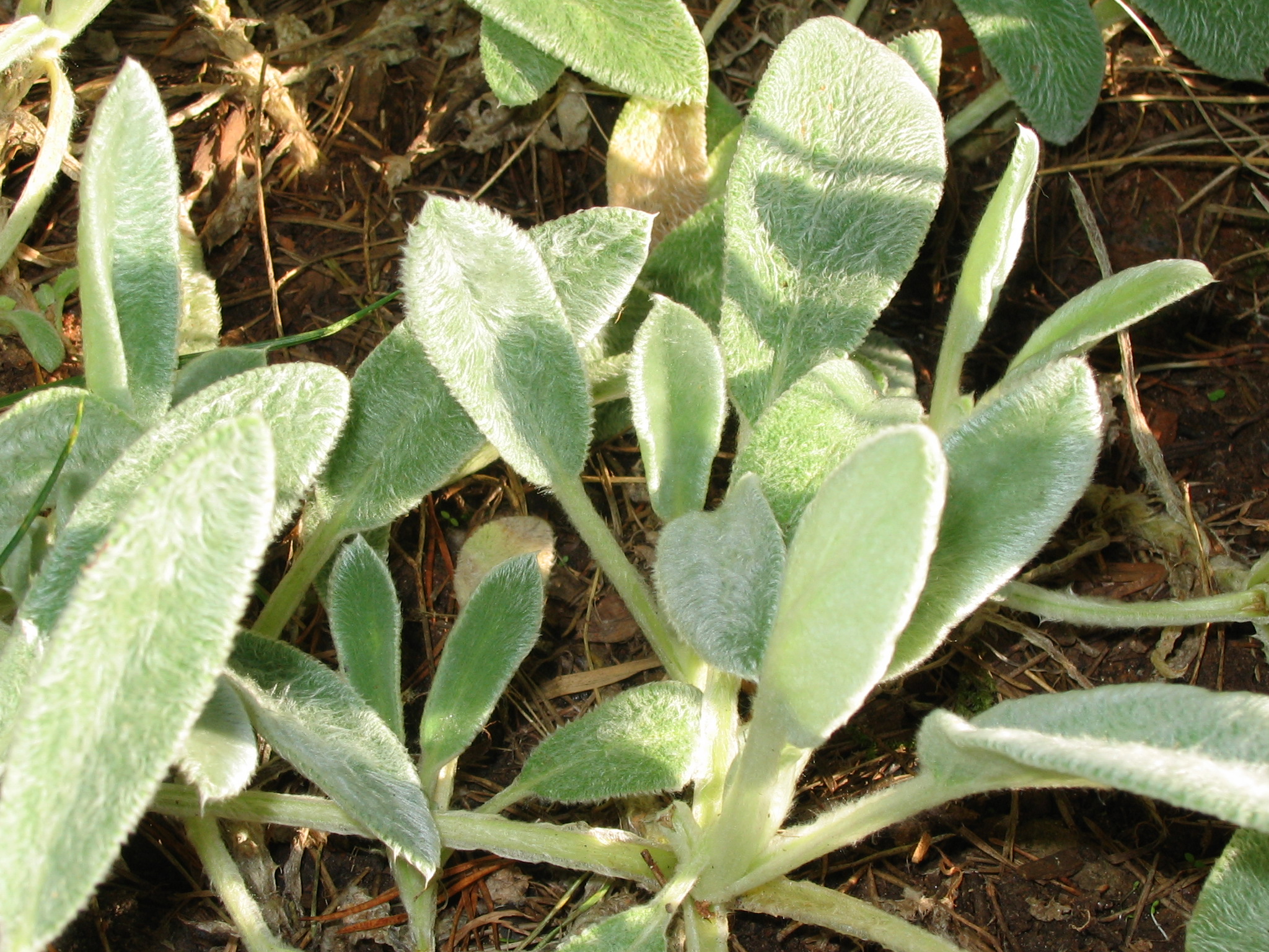 Nice Images Collection: Lamb's Ear Desktop Wallpapers