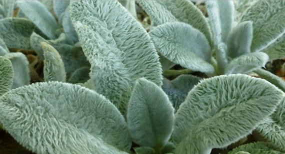 Lamb's Ear High Quality Background on Wallpapers Vista