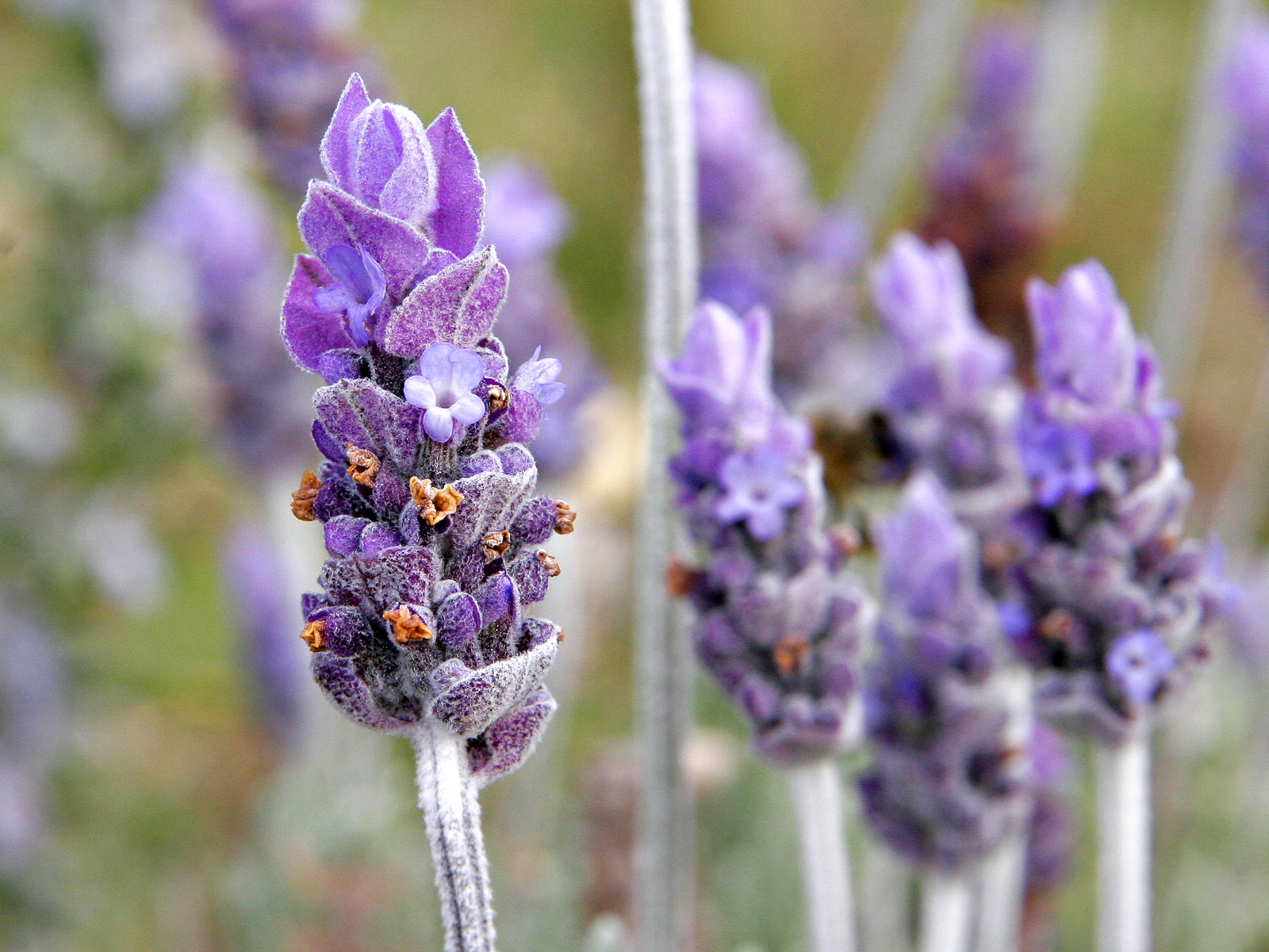 Lavender High Quality Background on Wallpapers Vista