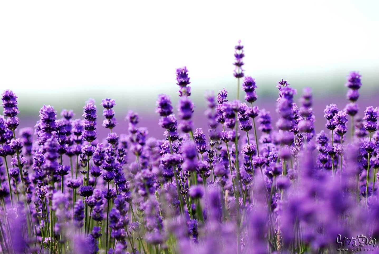 Amazing Lavender Pictures & Backgrounds