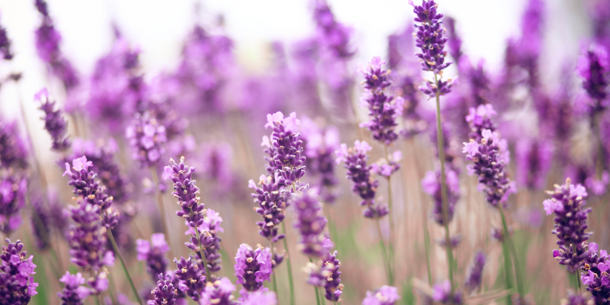 Images of Lavender | 2000x1000