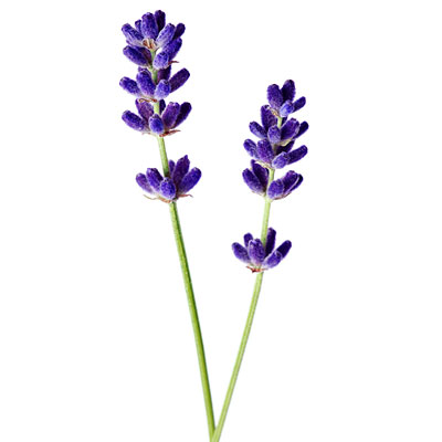Lavender #12