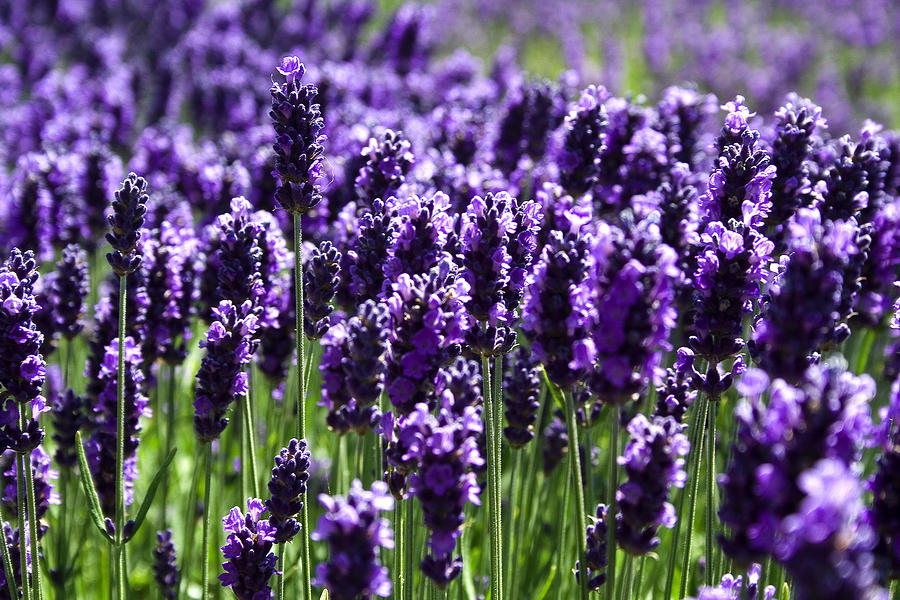 Nice wallpapers Lavender 900x600px