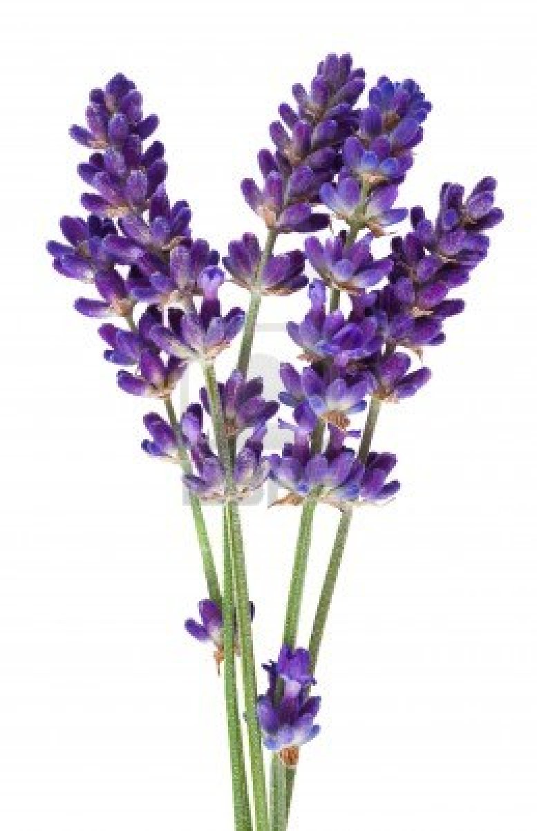 Lavender #16