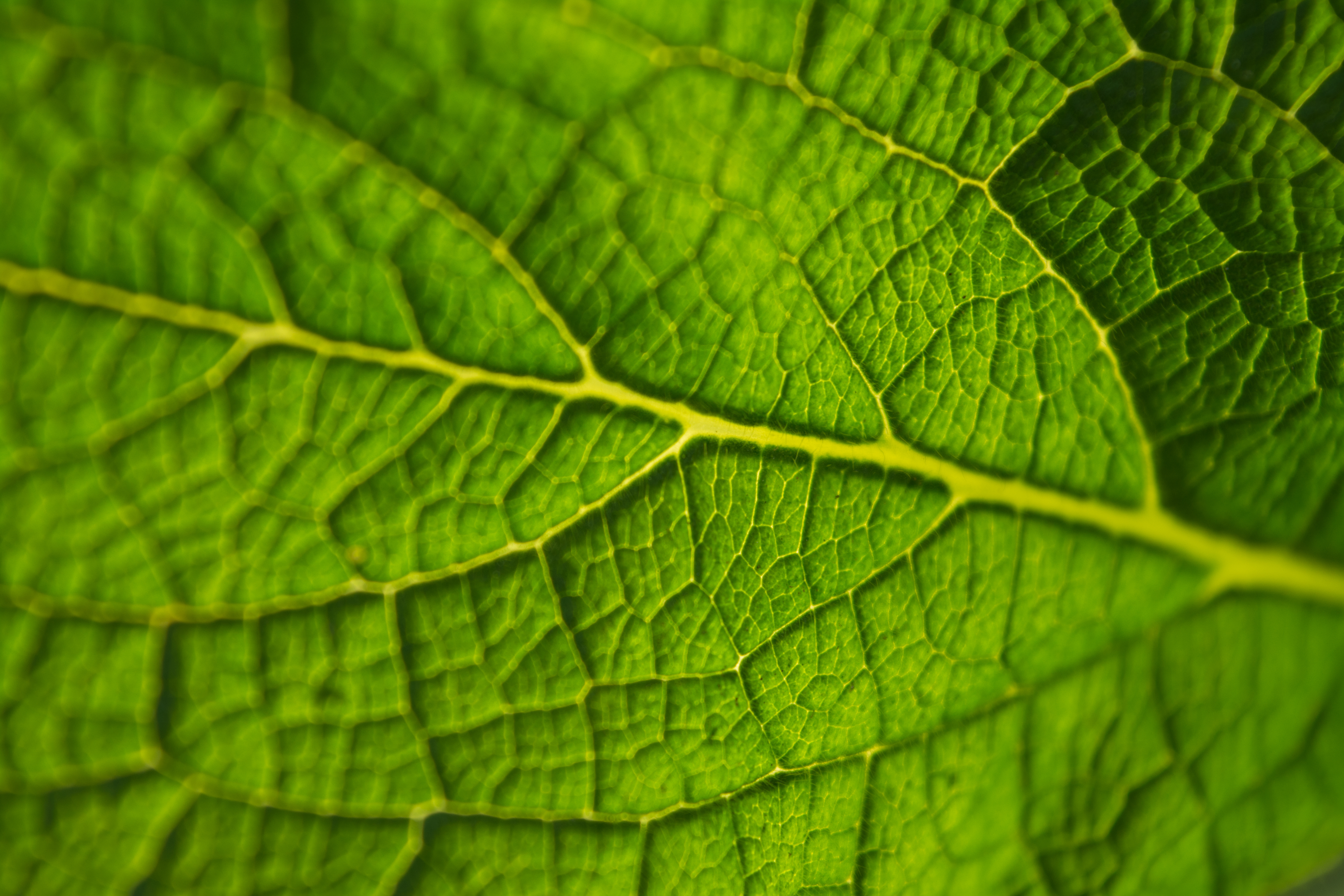 Nice wallpapers Leaf 6000x4000px