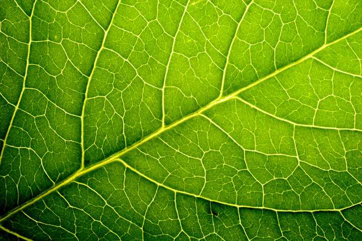 Amazing Leaf Pictures & Backgrounds