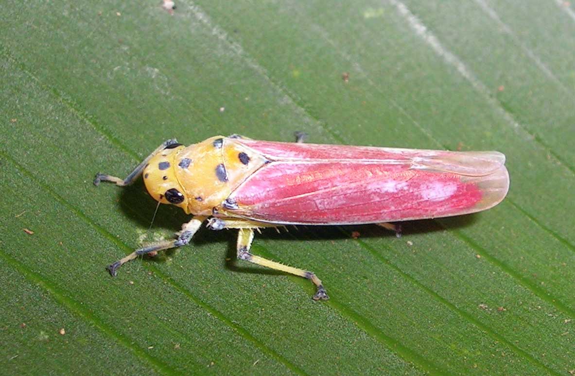 Leafhopper #1