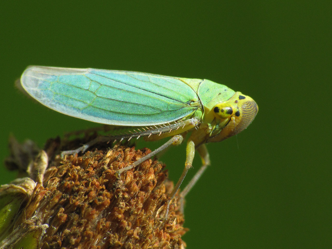 Leafhopper #7