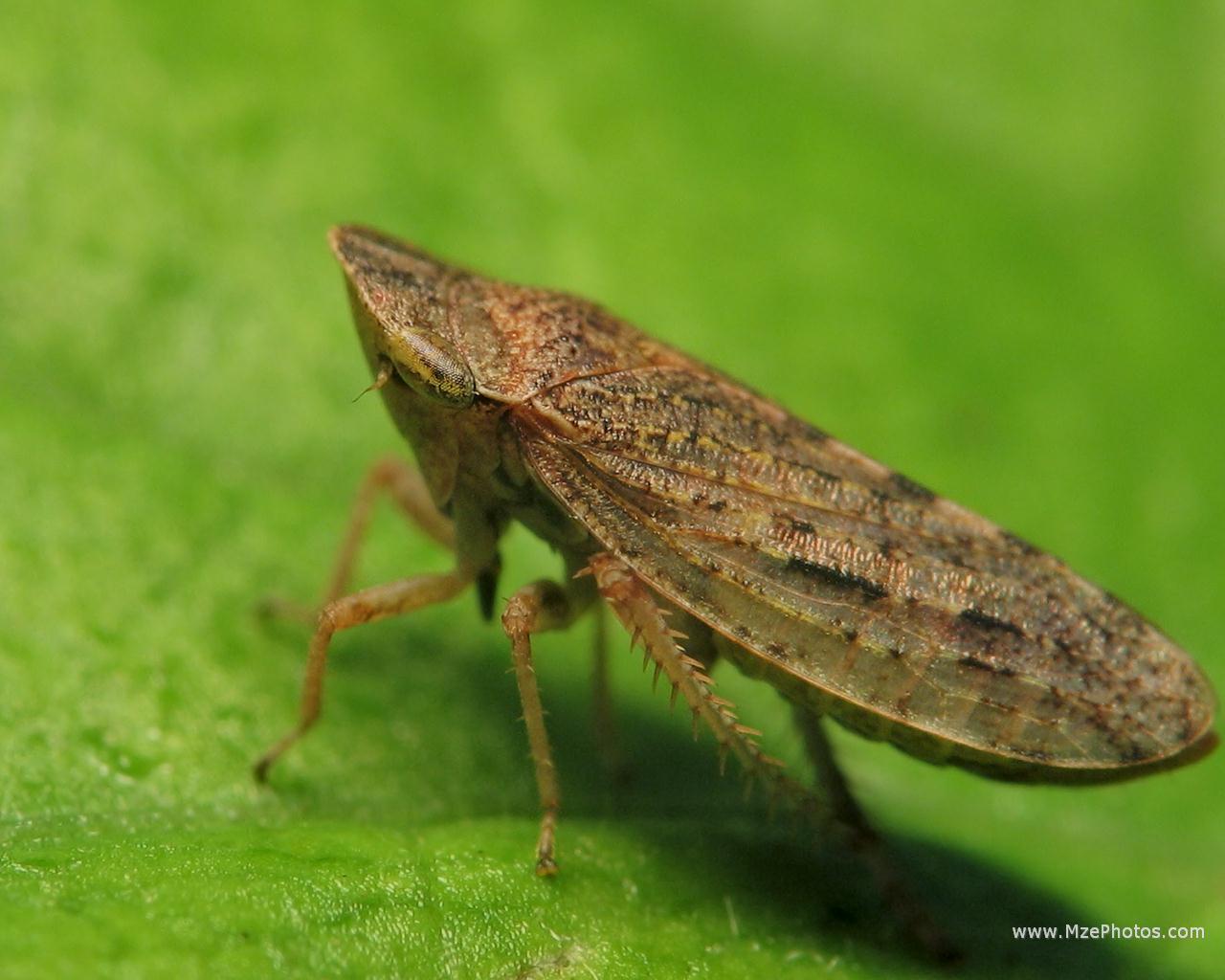 Leafhopper Pics, Animal Collection