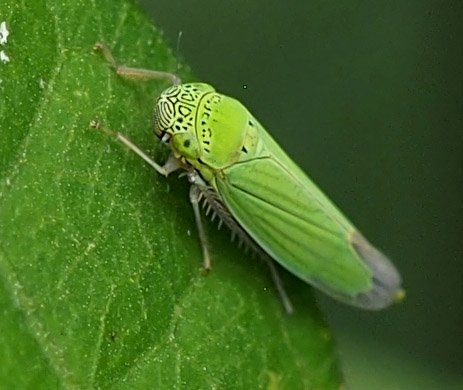 Leafhopper #25