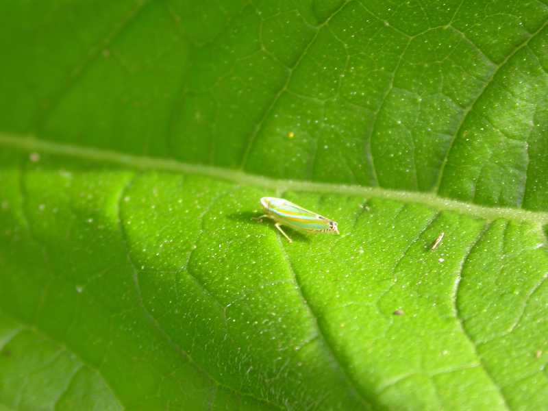 Leafhopper #17