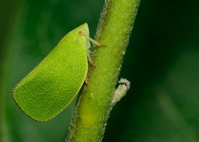 Leafhopper #21