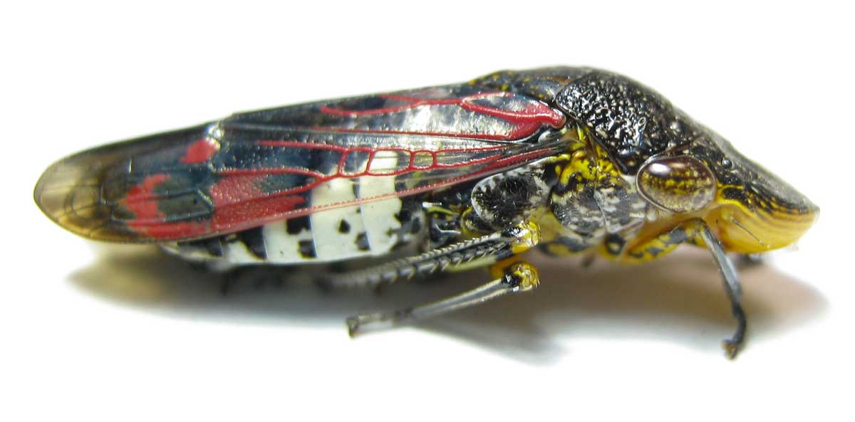 1200x593 > Leafhopper Wallpapers