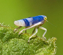 Leafhopper #11