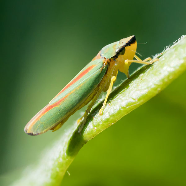 Leafhopper #16