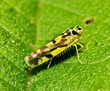 Leafhopper #12