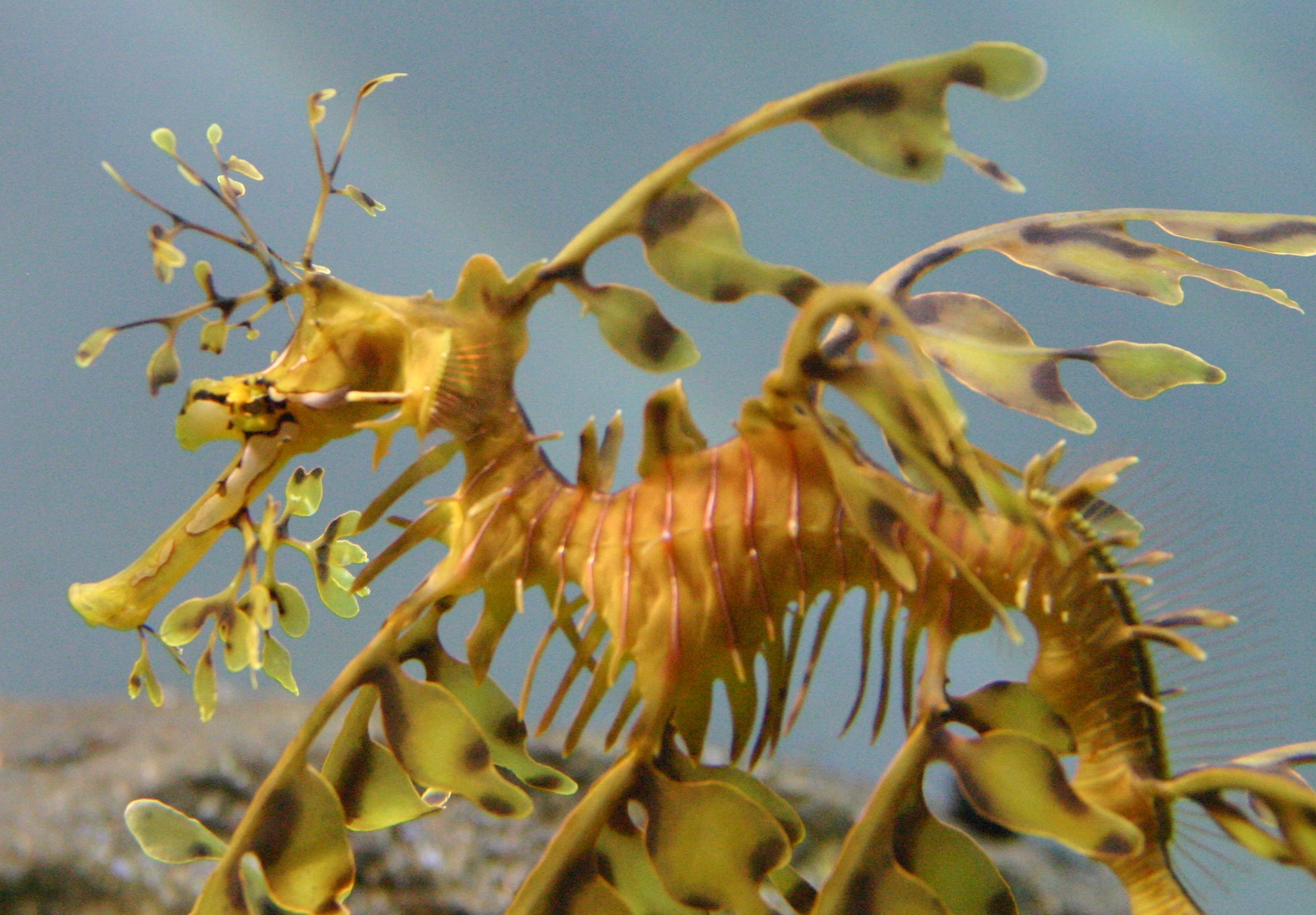 Amazing Leafy Seadragon Pictures & Backgrounds
