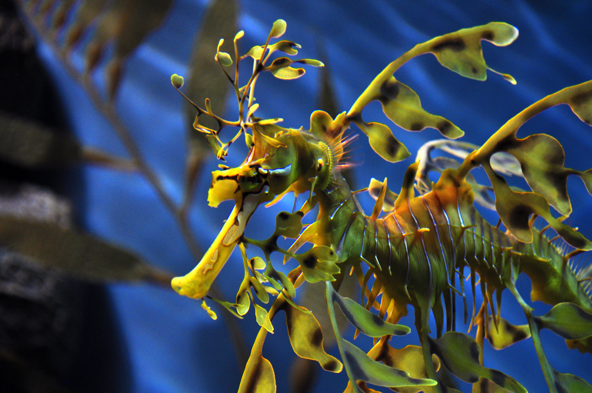 Nice Images Collection: Leafy Seadragon Desktop Wallpapers