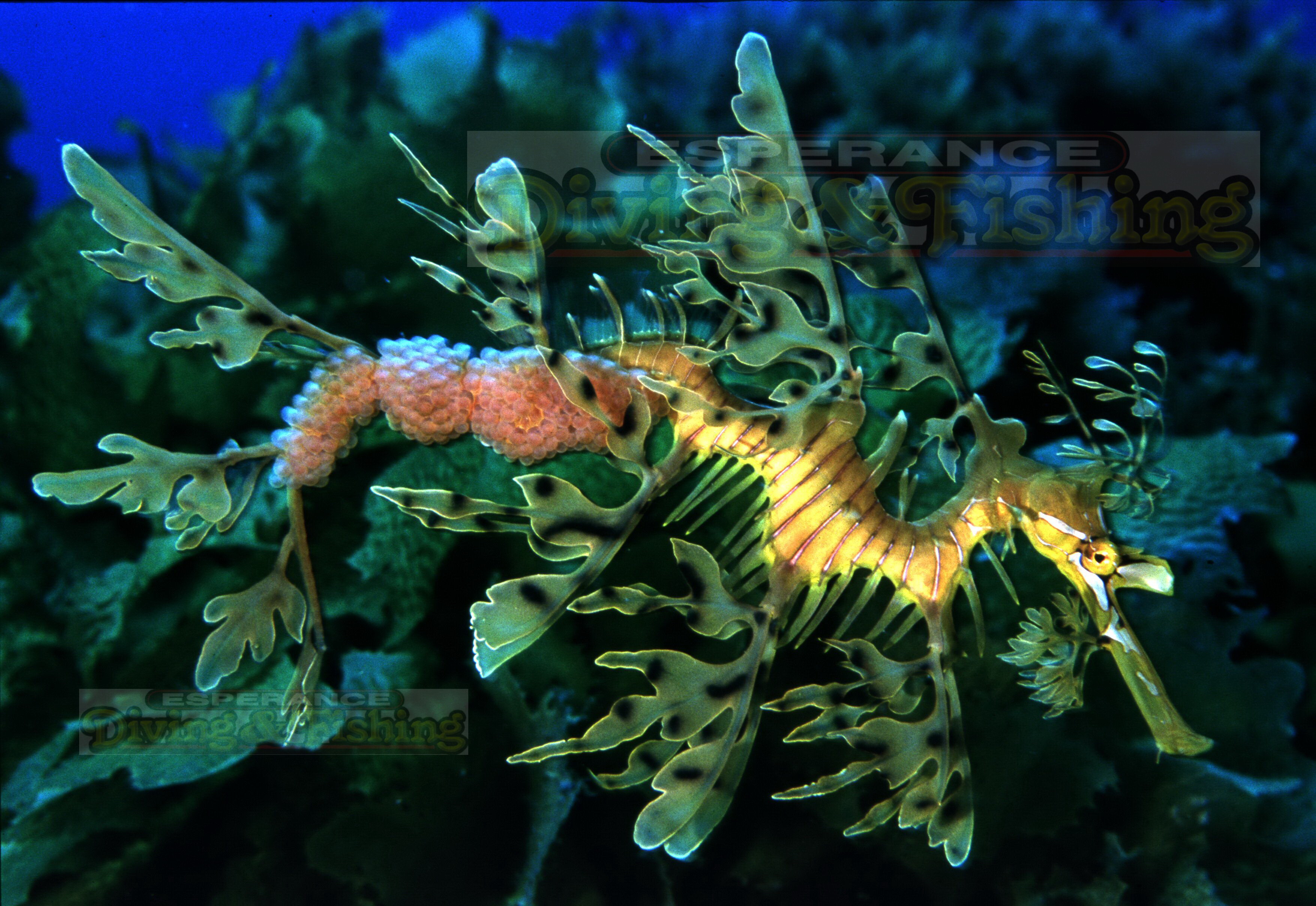 Leafy Seadragon Backgrounds on Wallpapers Vista