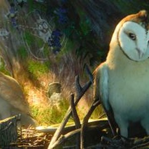 Legend Of The Guardians: The Owls Of Ga'Hoole Pics, Movie Collection