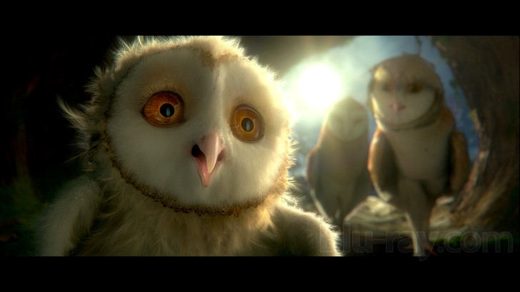 Legend Of The Guardians: The Owls Of Ga'Hoole HD wallpapers, Desktop wallpaper - most viewed