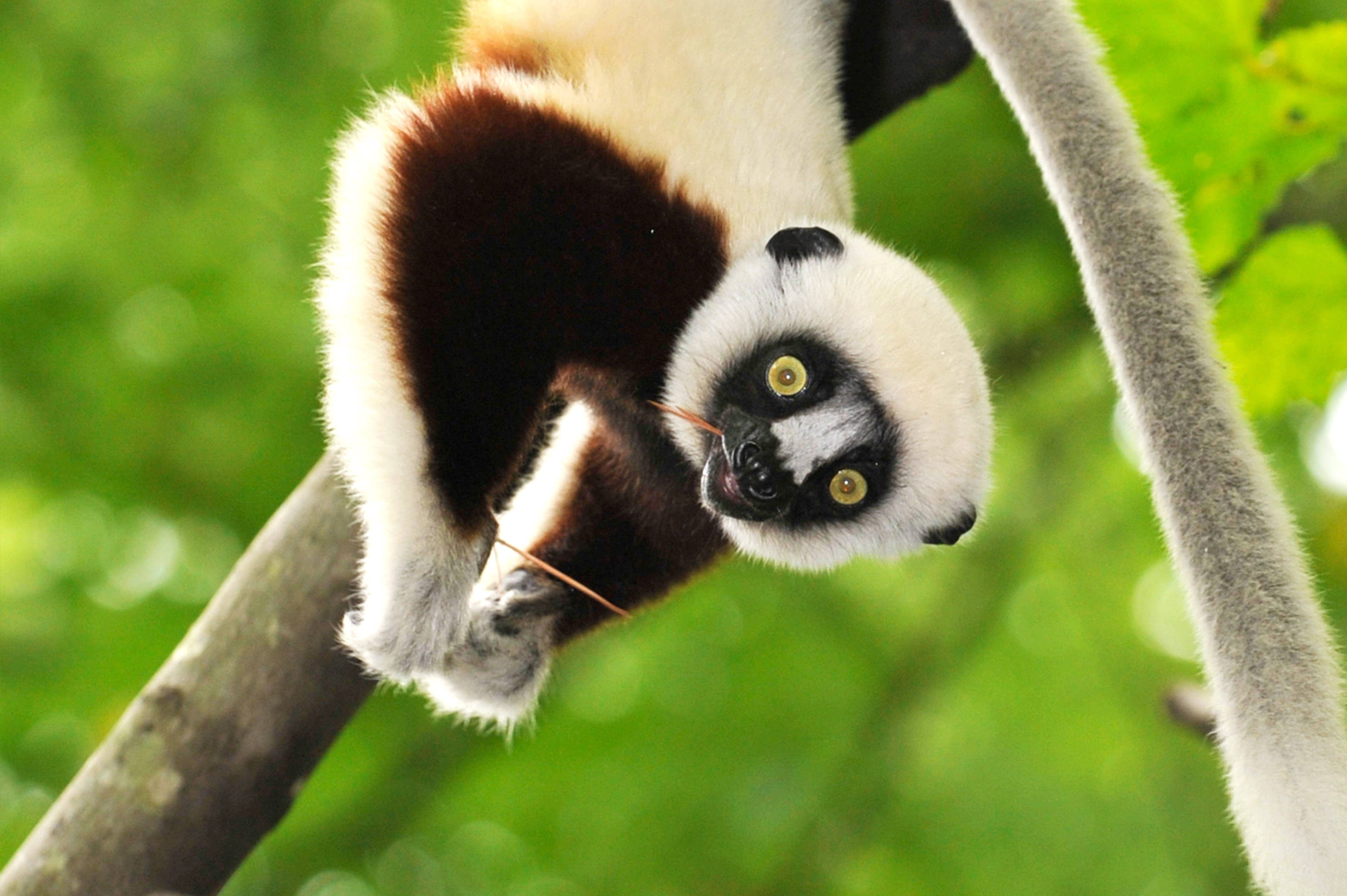 Nice Images Collection: Lemur Desktop Wallpapers