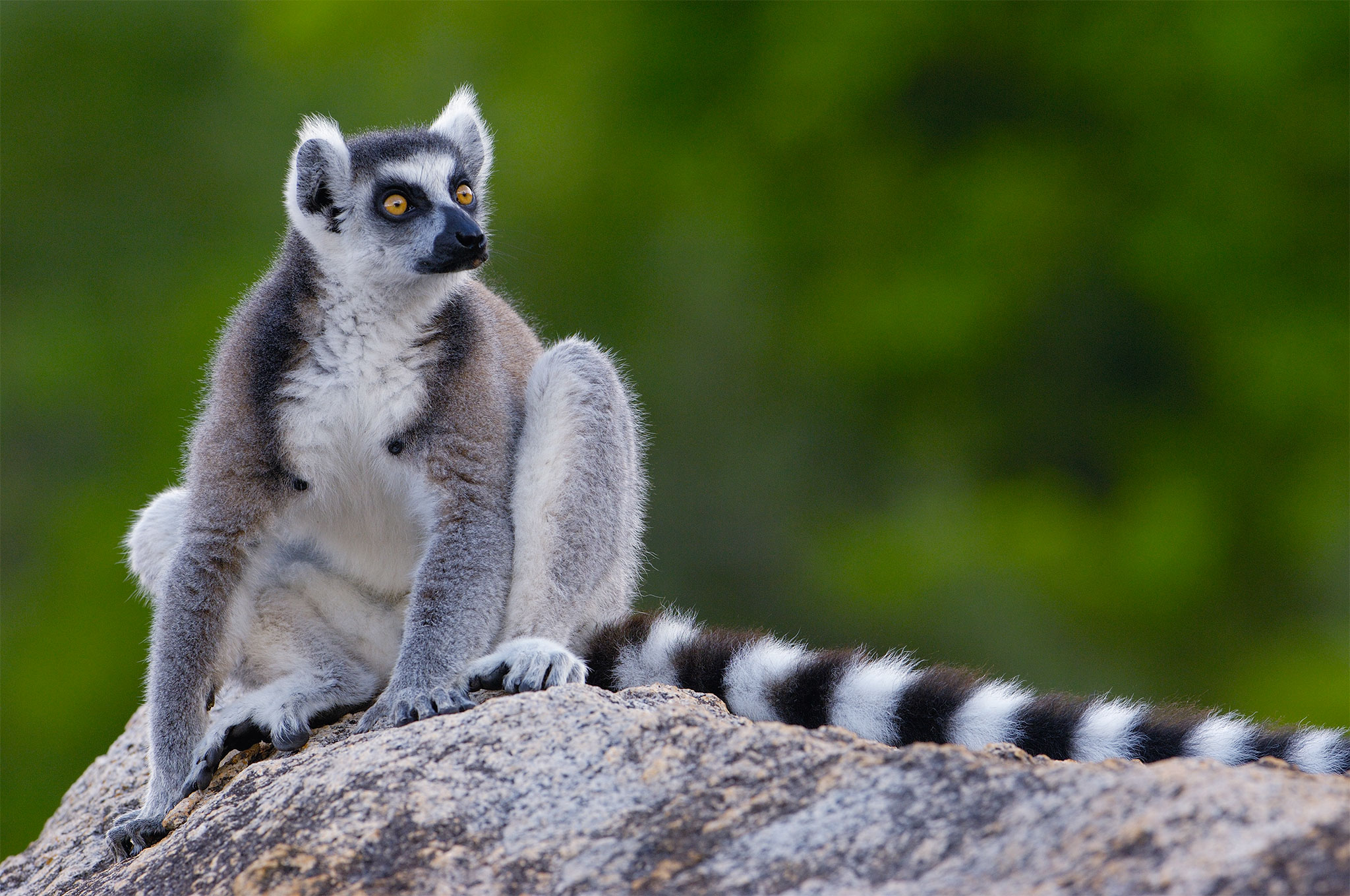 Lemur Pics, Animal Collection