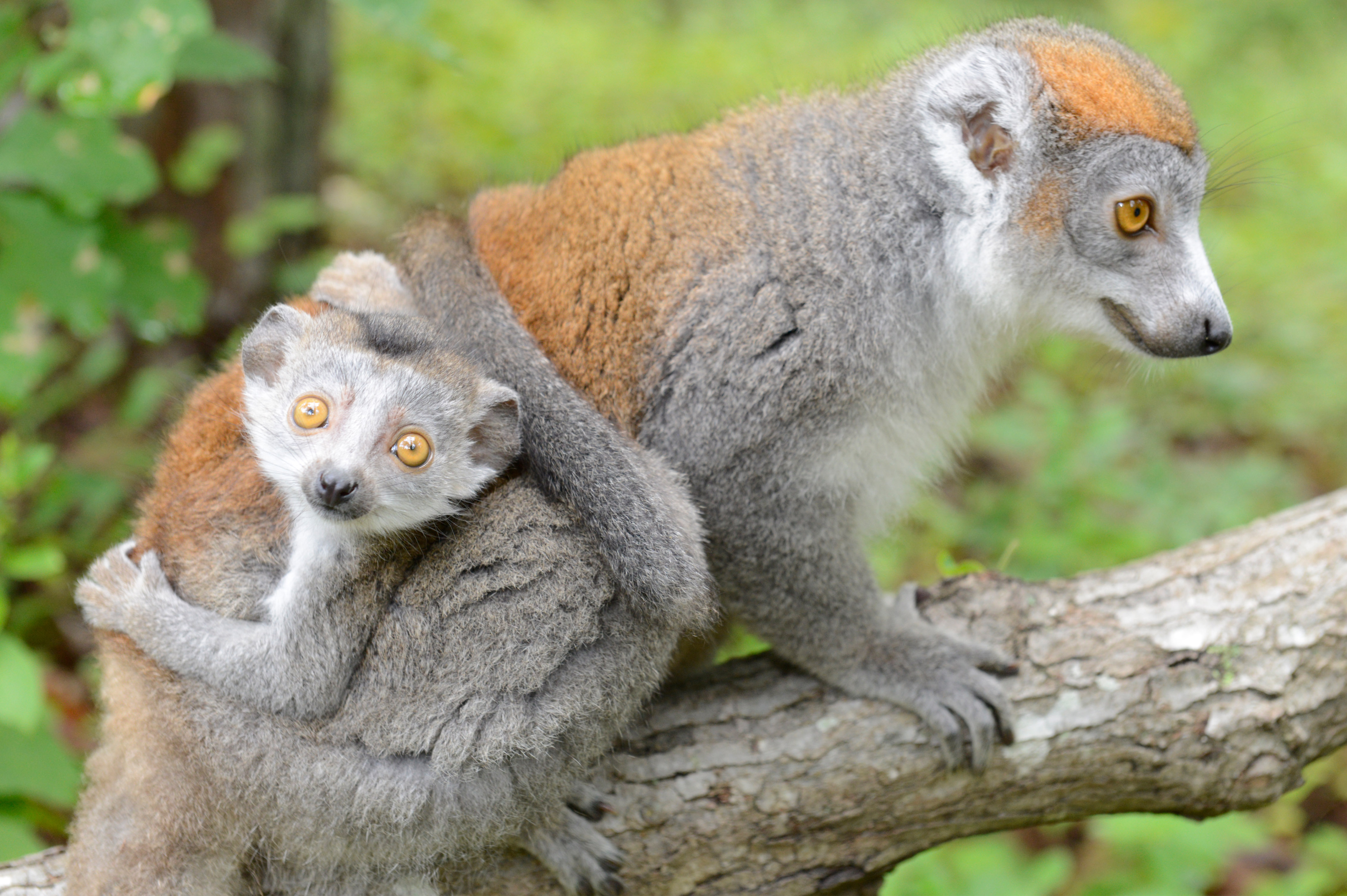 Images of Lemur | 4256x2832