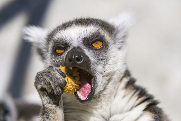Images of Lemur | 625x420